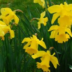 View of daffodils