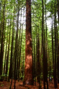 Redwoods in the Whakarewarewa forest