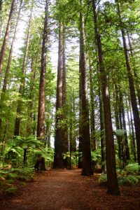 Redwoods in the Whakarewarewa forest